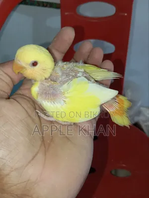 Love Bird Baby