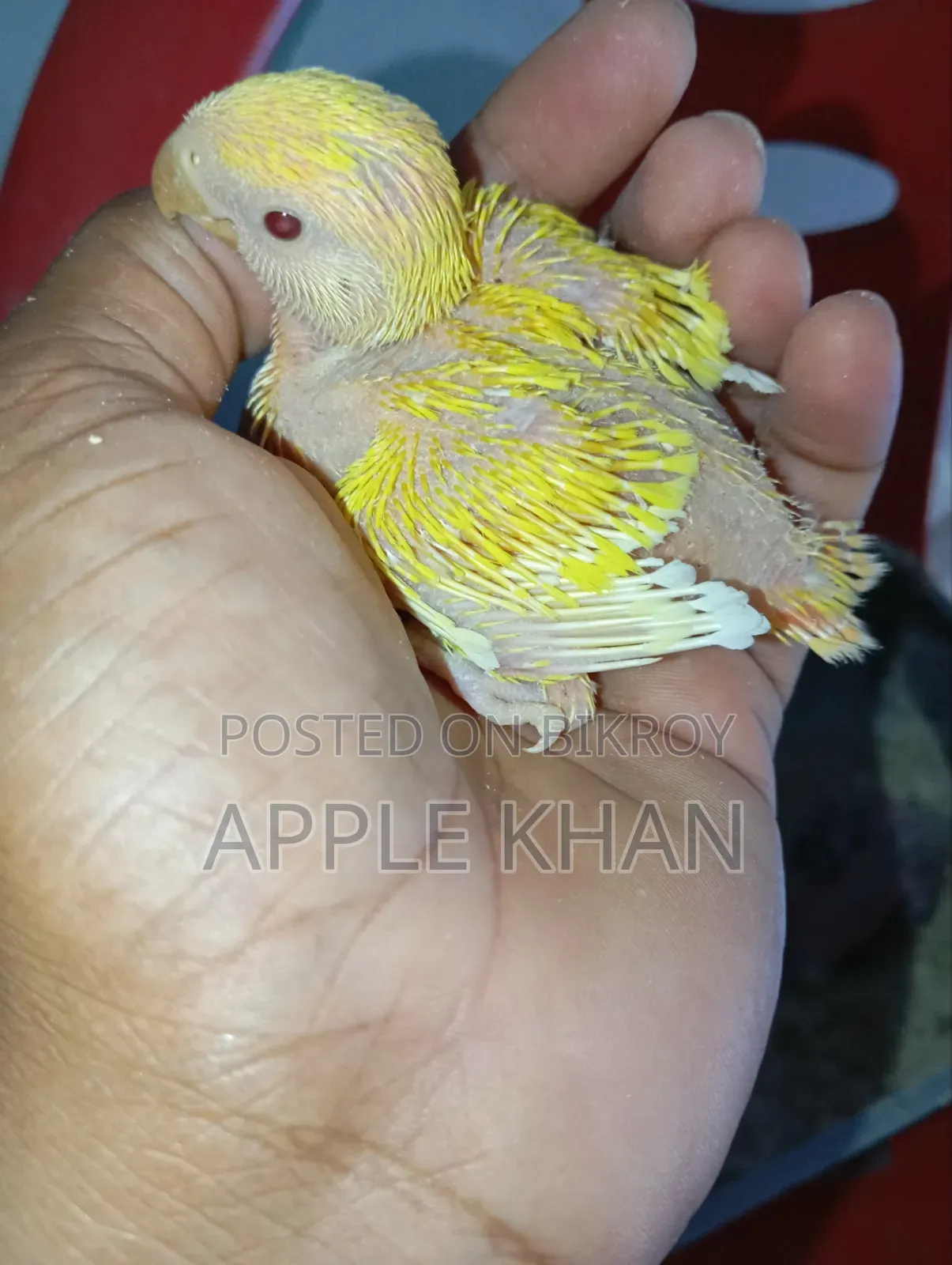 Love Bird Baby