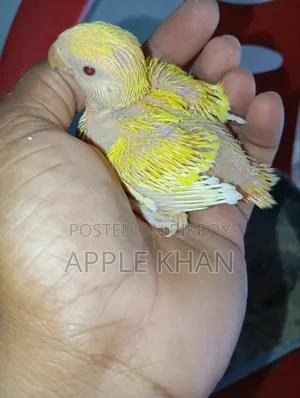 Love Bird Baby