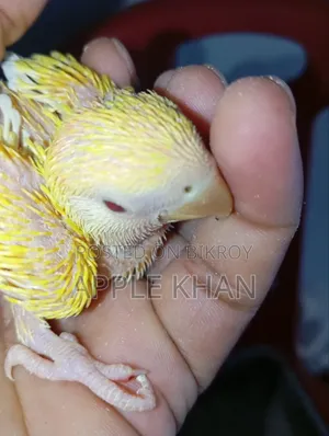Love Bird Baby