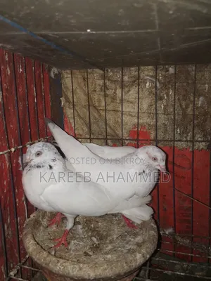 Giribaz Pigeon