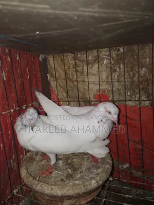 Giribaz Pigeon