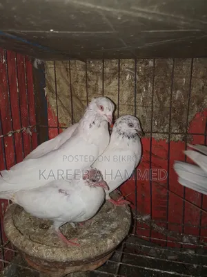 Giribaz Pigeon