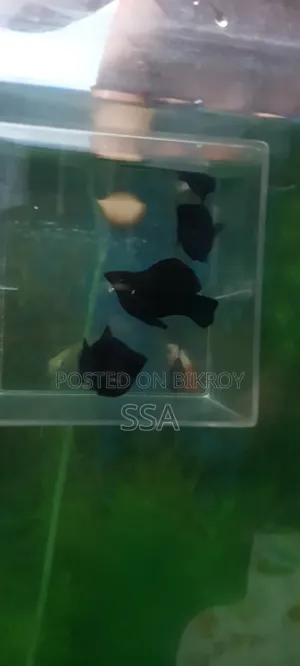 Balloon Molly Fish