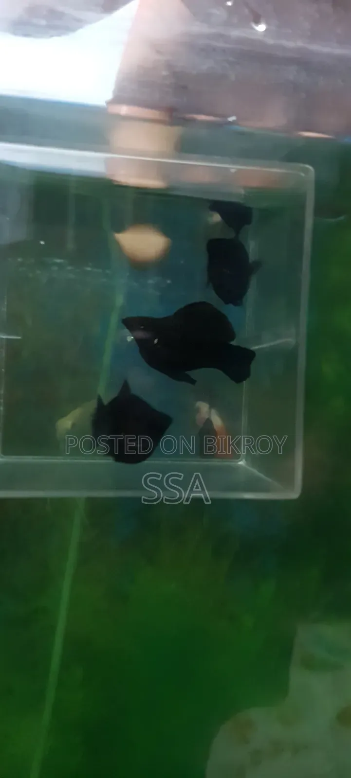 Balloon Molly Fish