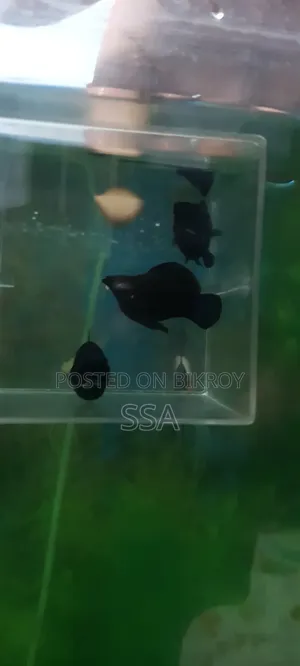 Balloon Molly Fish