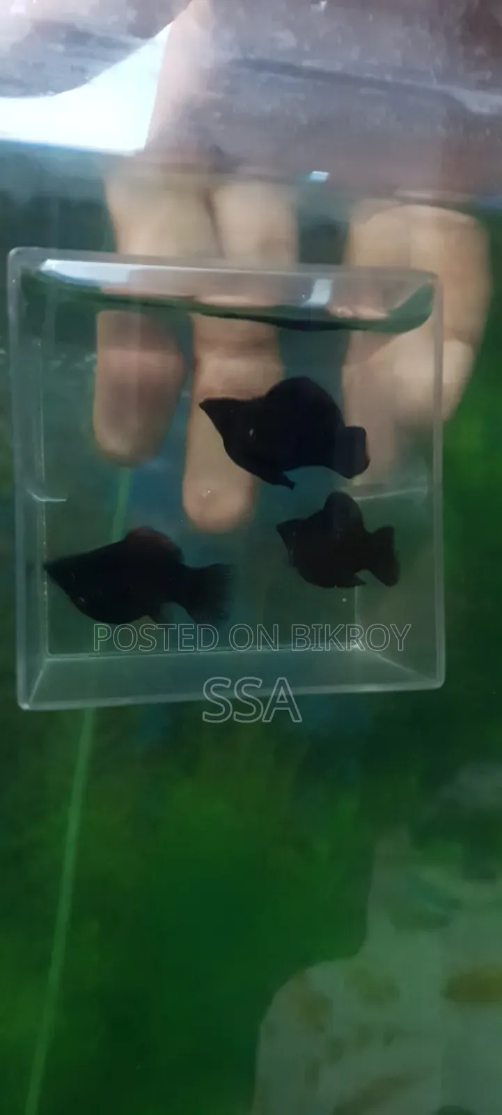 Balloon Molly Fish