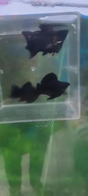 Balloon Molly Fish