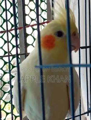 ককাটেল পাখি