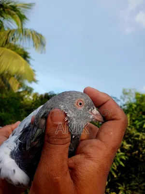 One Pair of Pakistani Pigeons