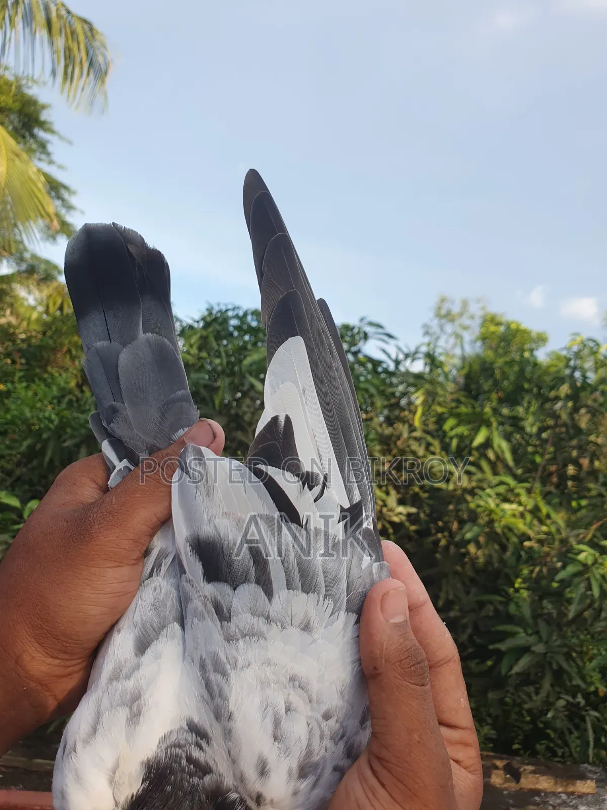 One pair of Pakistani pigeons