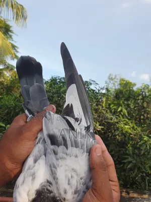 One pair of Pakistani pigeons