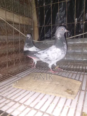 One pair of Pakistani pigeons