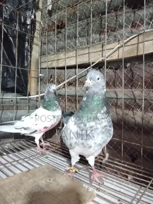 One pair of Pakistani pigeons