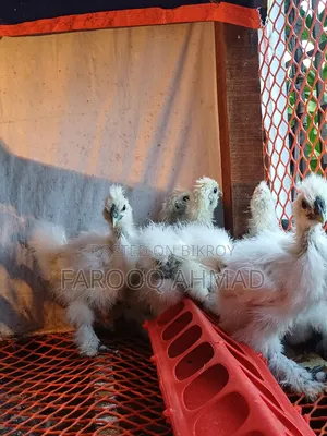 সিল্কি চিক্স