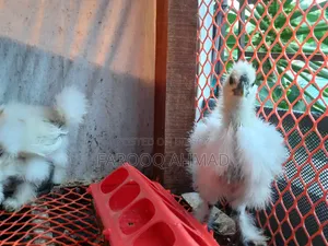 Silky Chicken Baby