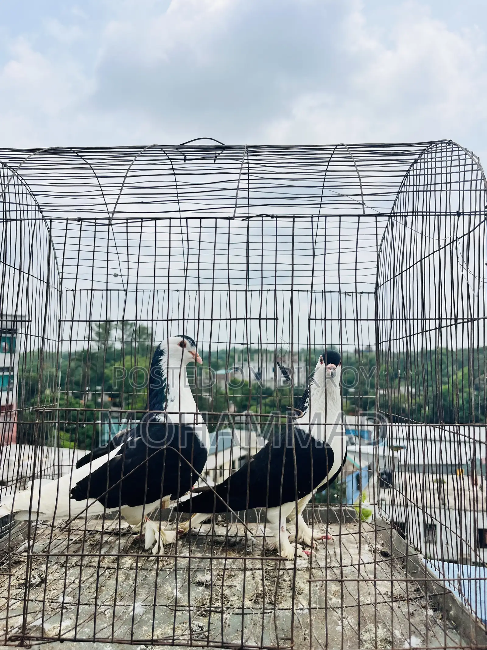 Black Siraji large size pair is very good