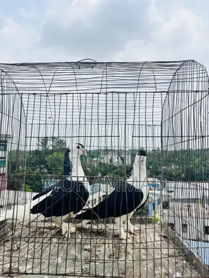 Black Siraji large size pair is very good