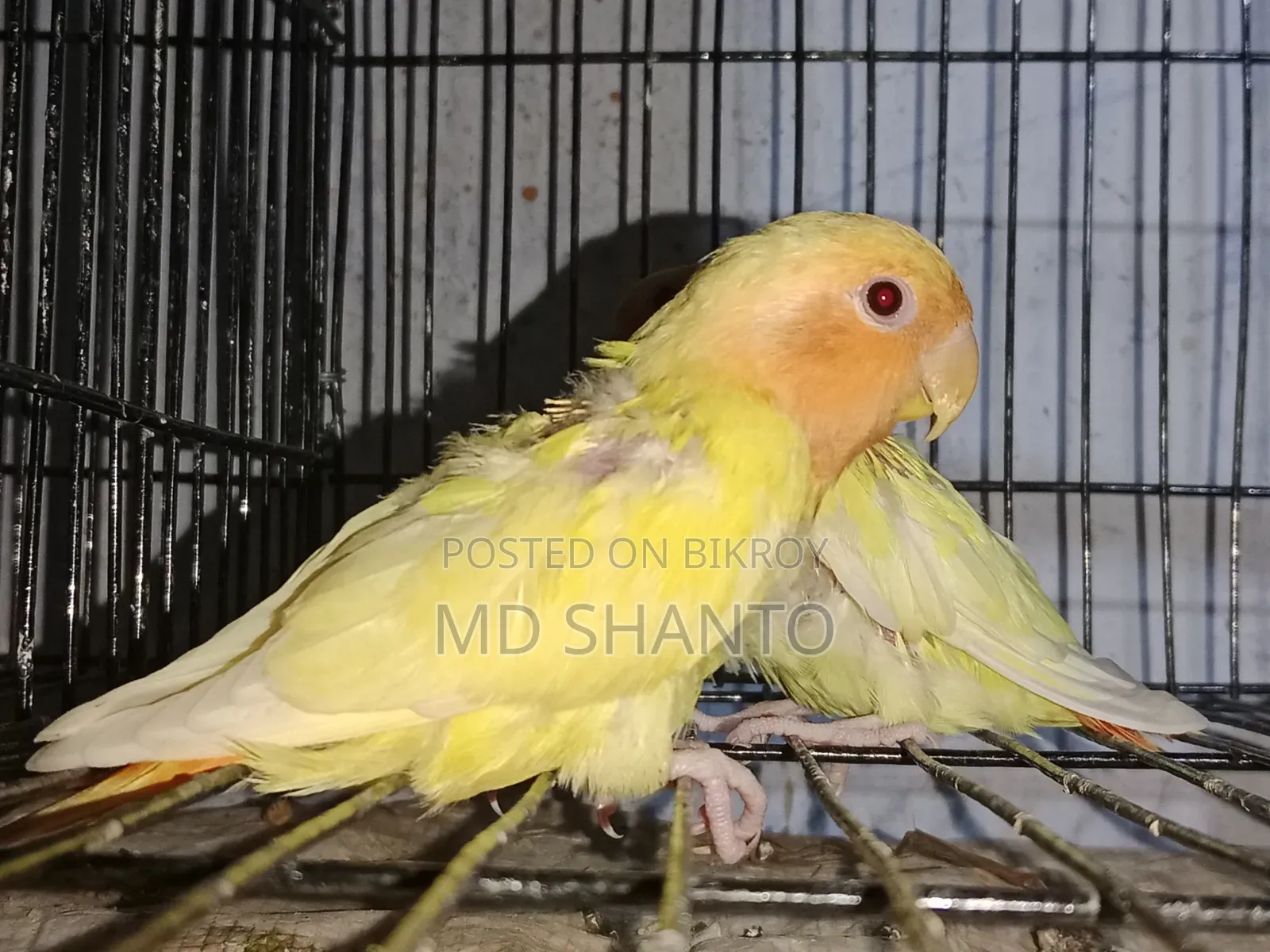 Red Headed Offline Love Bird