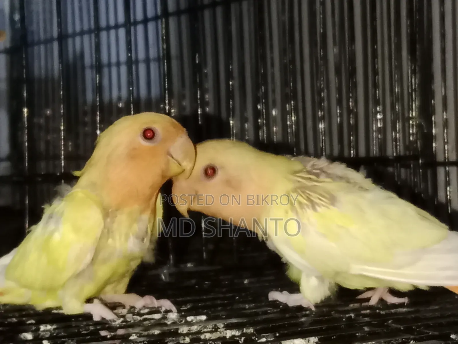 Red Headed Offline Love Bird