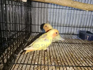 Red Headed Offline Love Bird