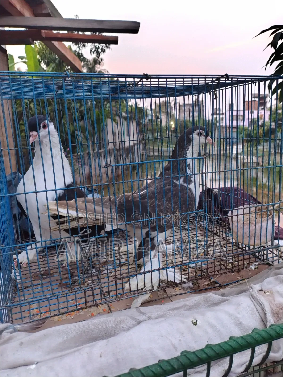 Siraji Pigeon