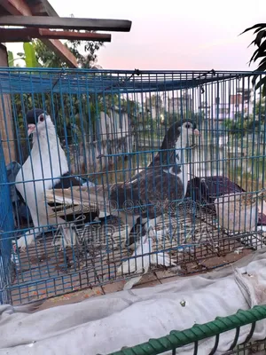 Siraji Pigeon