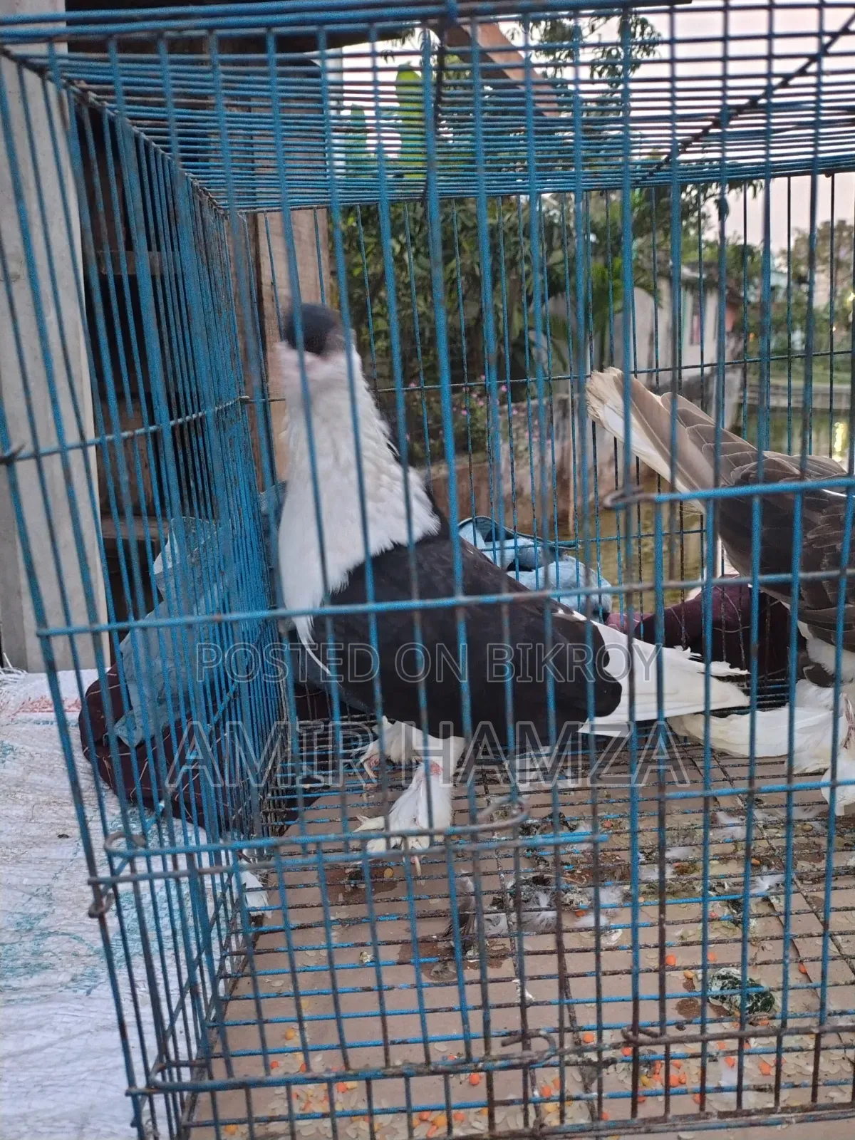 Siraji Pigeon