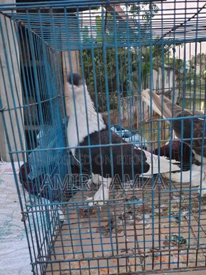 Siraji Pigeon