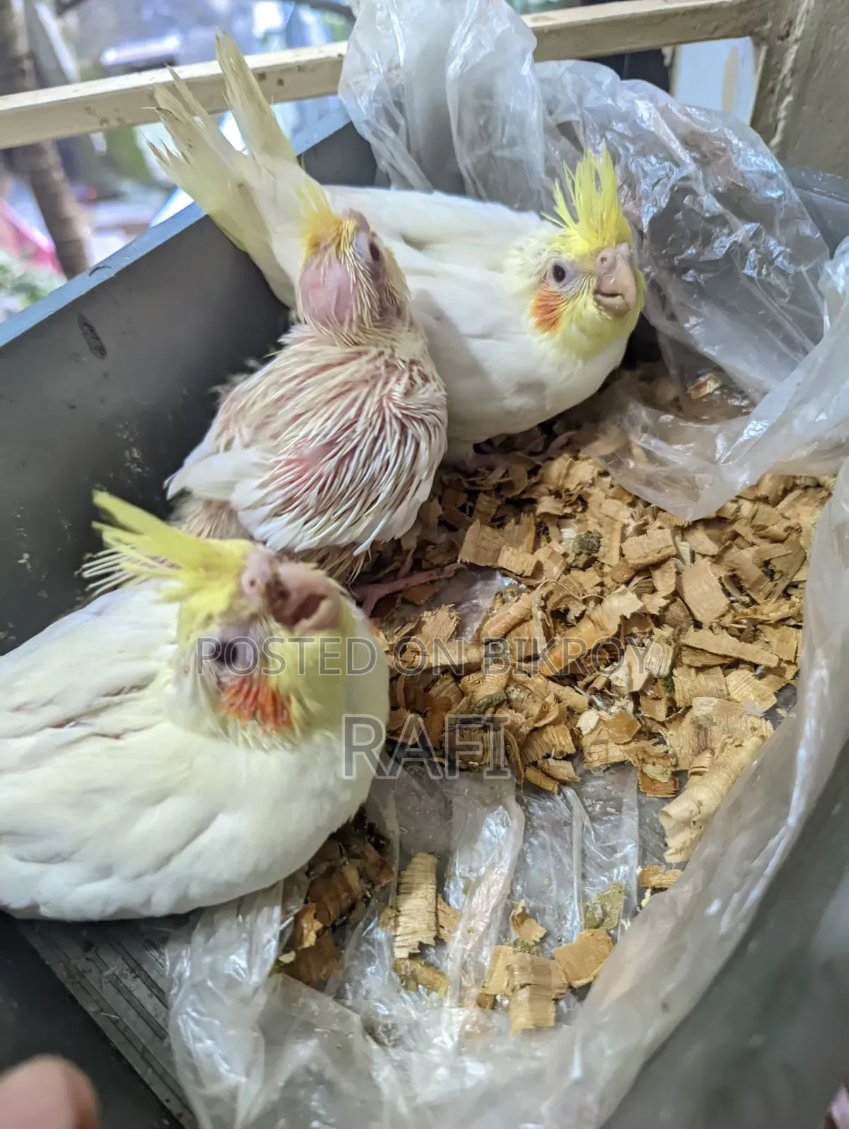 ককটেল হ্যান্ড ফিড বেবি