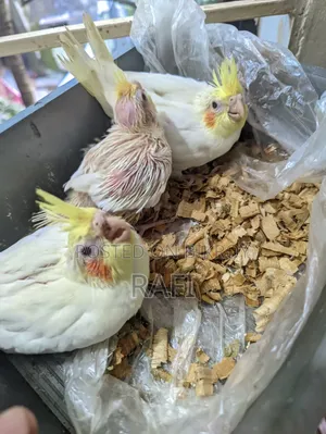 ককটেল হ্যান্ড ফিড বেবি