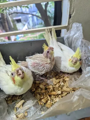 ককটেল হ্যান্ড ফিড বেবি