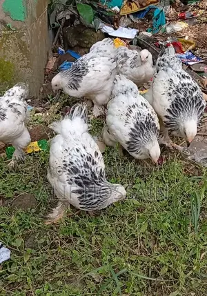 অরজিনাল কলম্বিয়ান লাইট ব্রাহামা মুরগি বিক্রি করা হবে