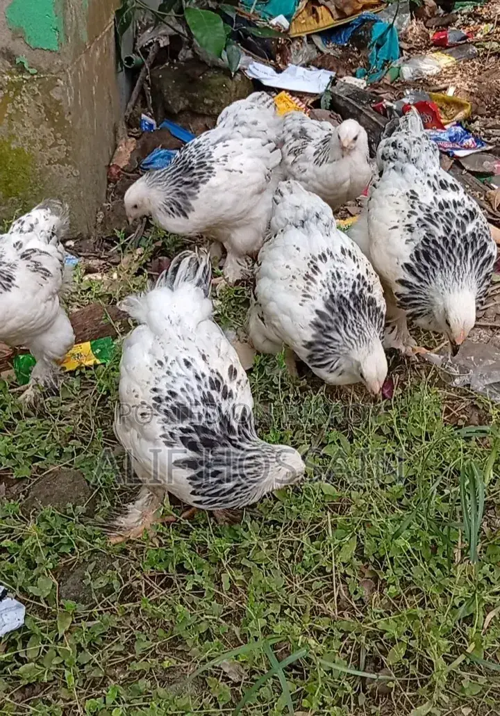 অরজিনাল কলম্বিয়ান লাইট ব্রাহামা মুরগি বিক্রি করা হবে