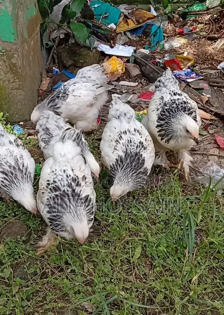 অরজিনাল কলম্বিয়ান লাইট ব্রাহামা মুরগি বিক্রি করা হবে
