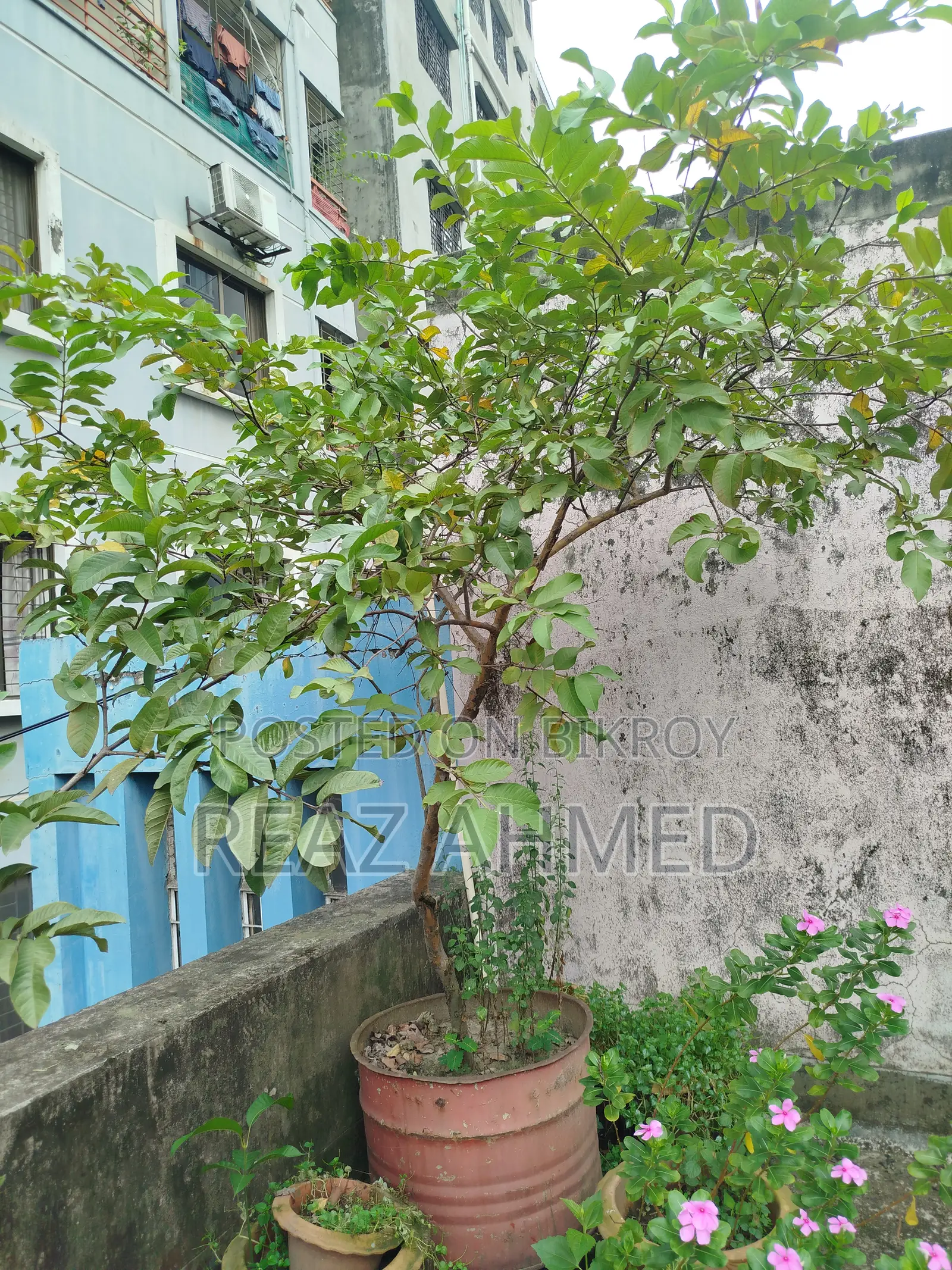 পেয়ারা গাছ