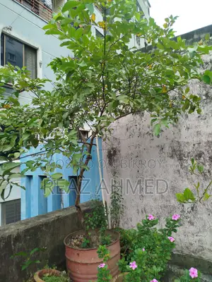 পেয়ারা গাছ