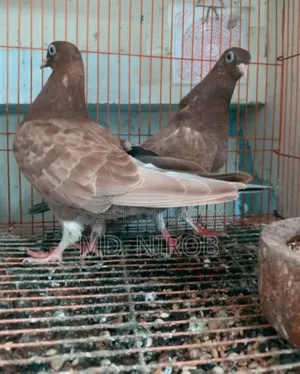 6 Pcs Pigeons