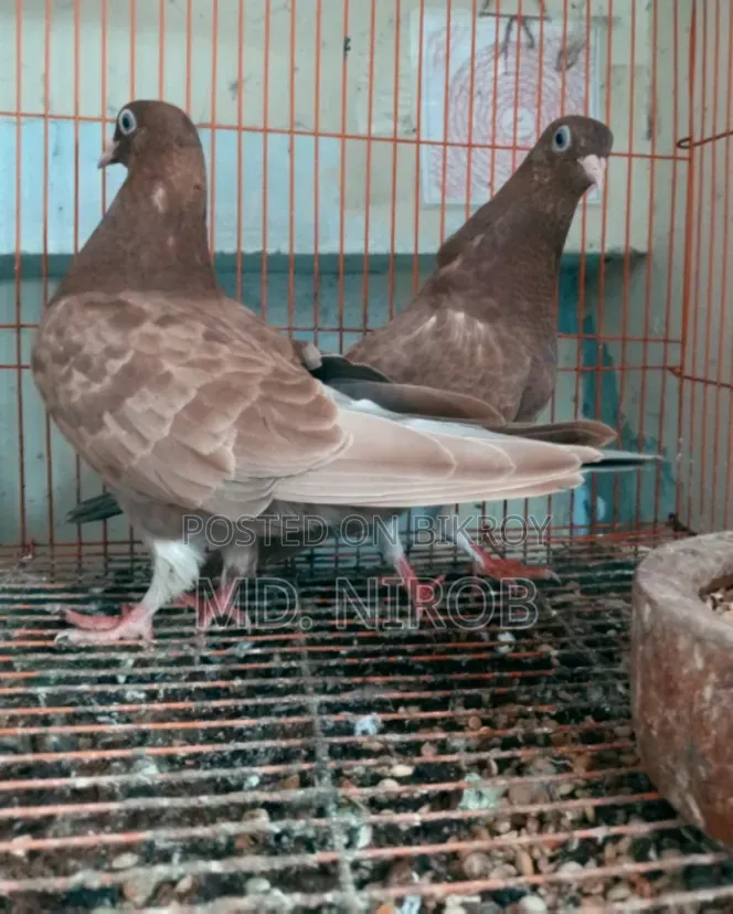 6 Pcs Pigeons