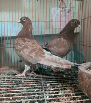 6 Pcs Pigeons