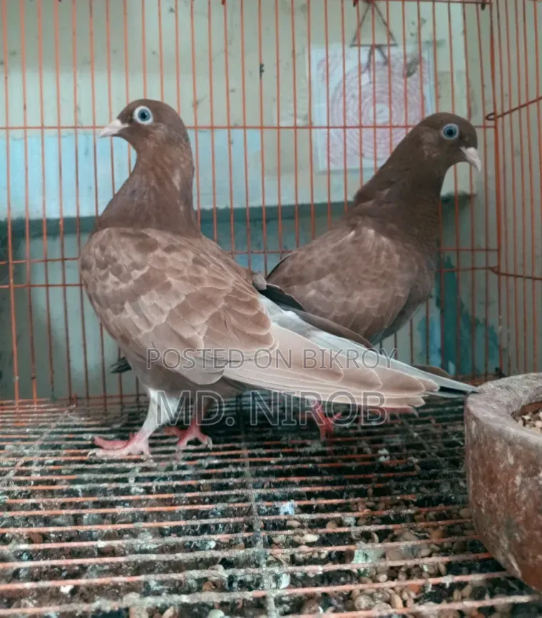 6 Pcs Pigeons