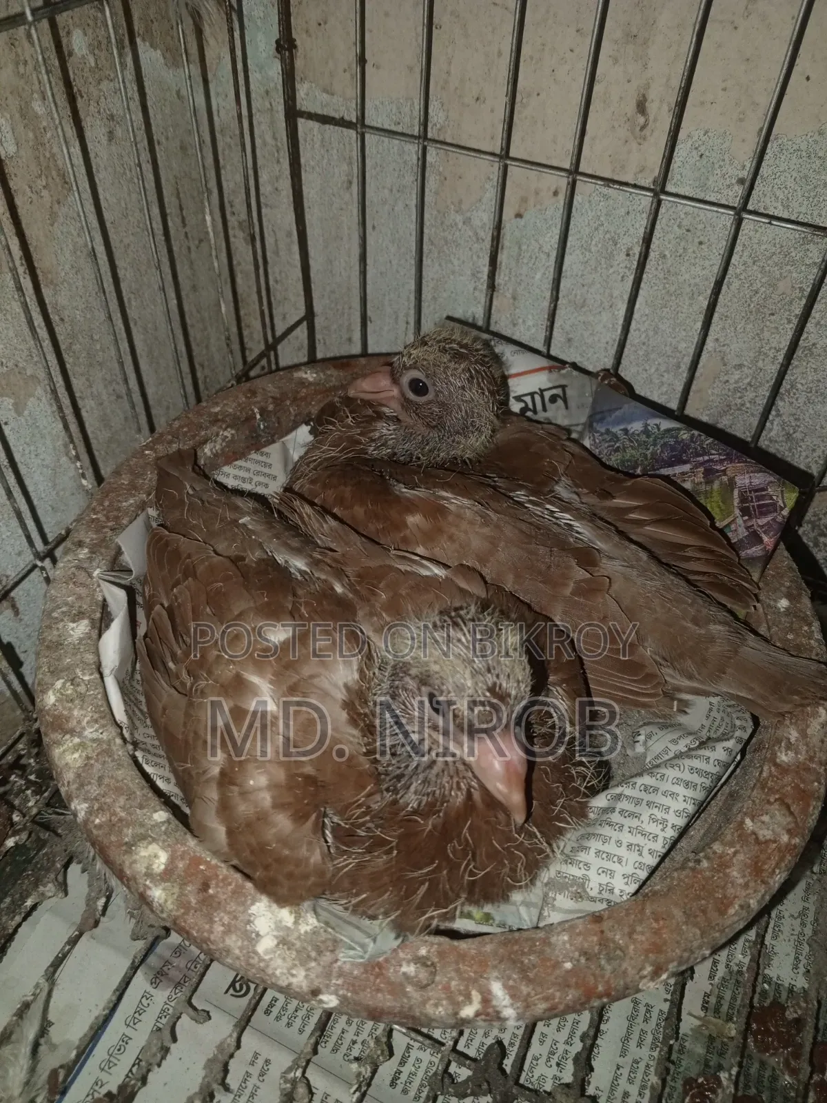 6 Pcs Pigeons