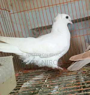 6 Pcs Pigeons