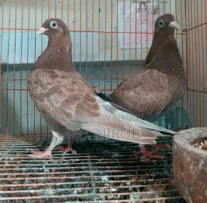 6 Pcs Pigeons