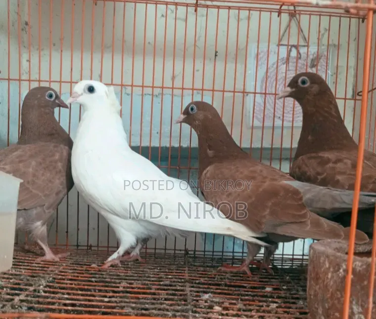 6 Pcs Pigeons