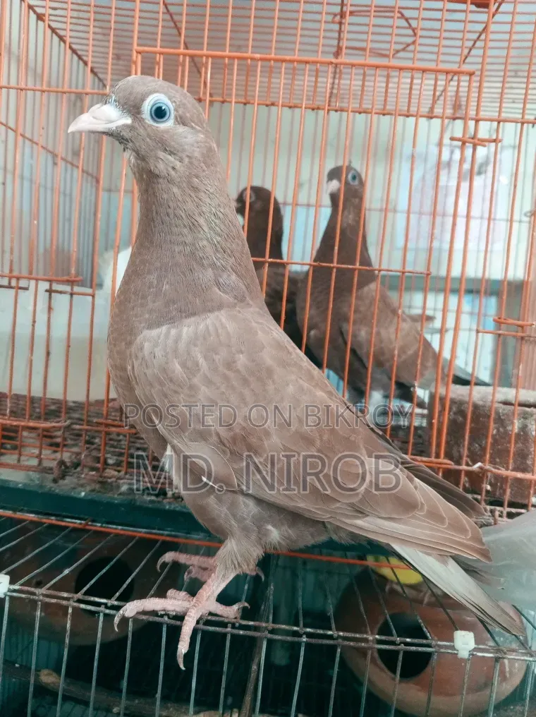 6 Pcs Pigeons