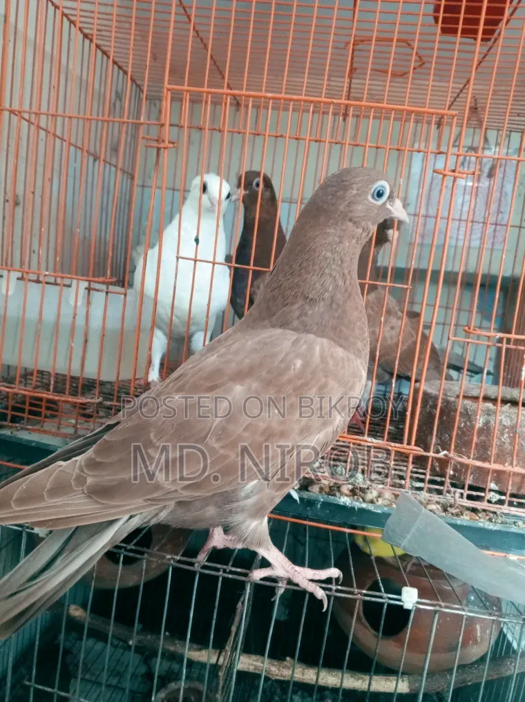 6 Pcs Pigeons