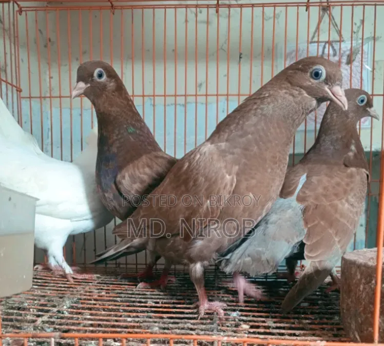 6 Pcs Pigeons