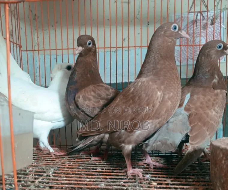 6 Pcs Pigeons