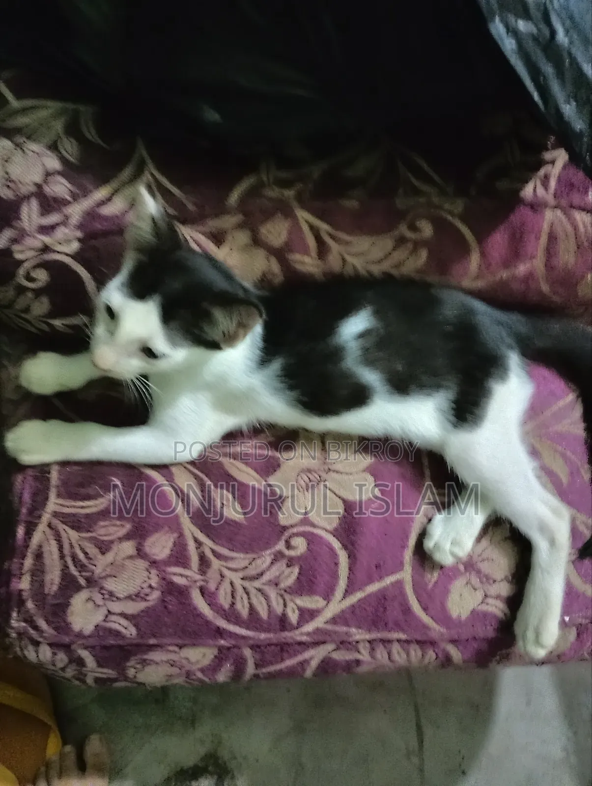 1-3 months Male Purebred Bengal